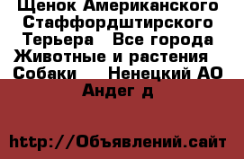 Щенок Американского Стаффордштирского Терьера - Все города Животные и растения » Собаки   . Ненецкий АО,Андег д.